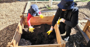 Two individuals wearing hats and gloves are working with soil in a wooden raised garden bed on a sunny day, engaging in an early learning activity.